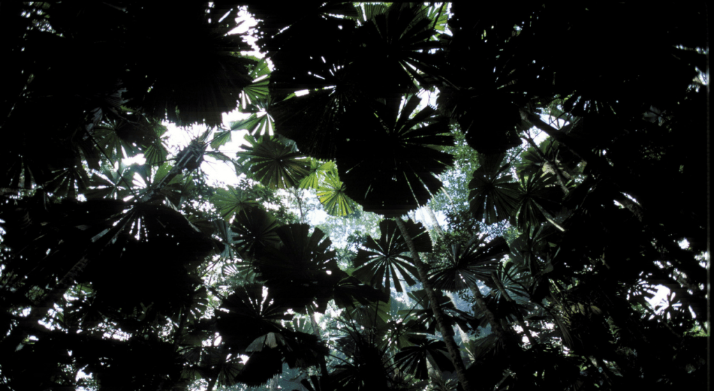 Julia Cameron's The Artist's Way: Recovering a sense of possibility