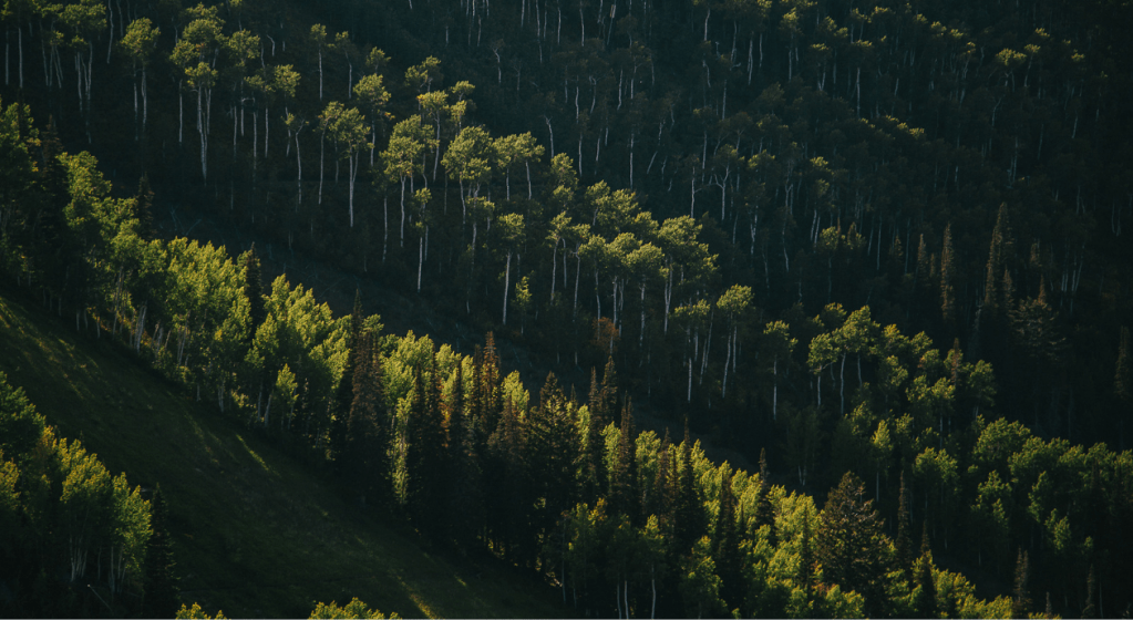 This is an image of beautiful forest trees that sure had some perseverance to grow up as tall as they are